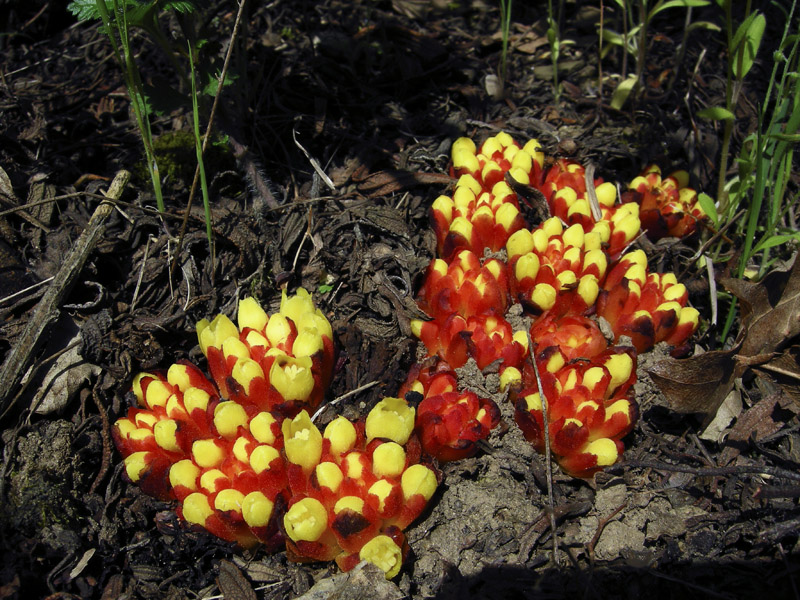 Ipocisto comune - Cytinus hypocistis nel Chianti